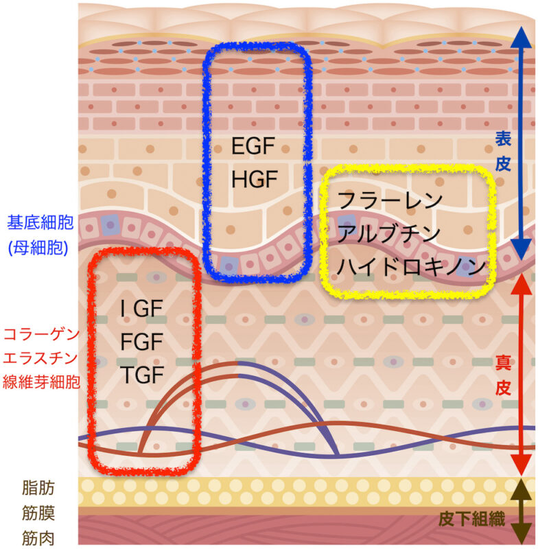 肌断面図